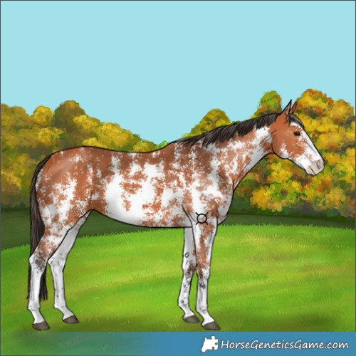 Horse Color:Bay Sabino