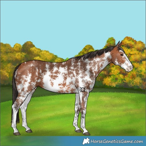 Horse Color:Bay Sabino 
