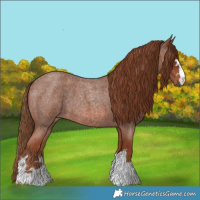 Horse Color:Red Roan 