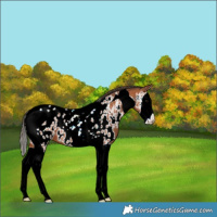Horse Color:Bay Splash Tobiano Near Leopard