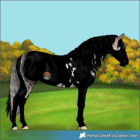 Horse Color:ERROR: UNKNOWN ANOMALY
