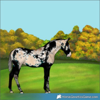 Horse Color:Bay Dun Splash Tobiano