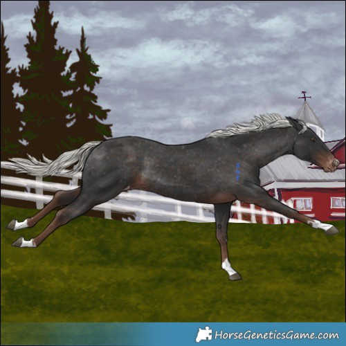 Horse Color:Liver Chestnut Mushroom Varnish Rabicano 