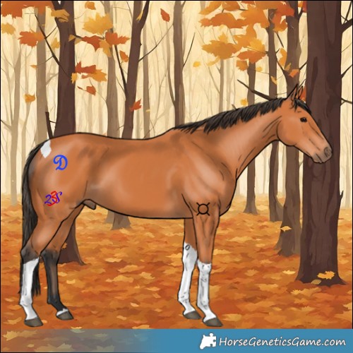 Horse Color:Bay Tobiano