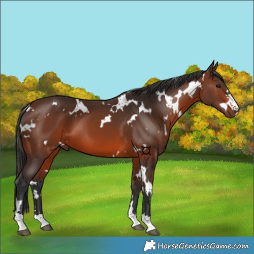 Horse Color:White Spotted Brown 