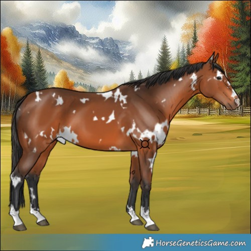 Horse Color:White Spotted Bay 