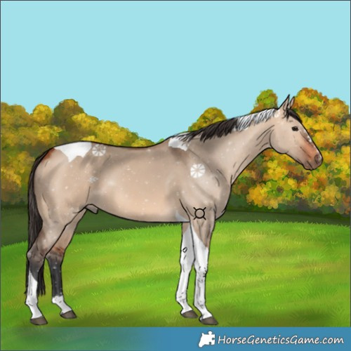 Horse Color:Bay Dun Tobiano 