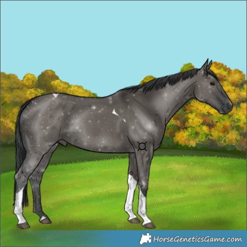 Horse Color:Grullo Tobiano