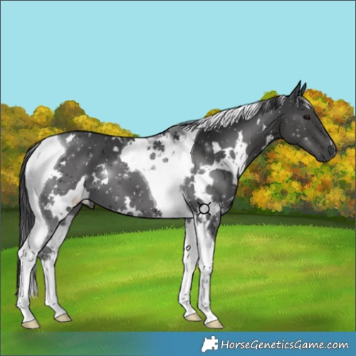 Horse Color:White Spotted Black Tobiano