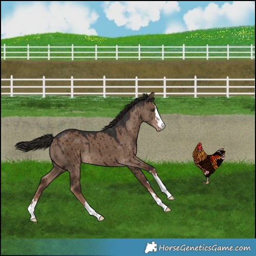 Horse Color:Liver Red Dun Appaloosa Brindle 
