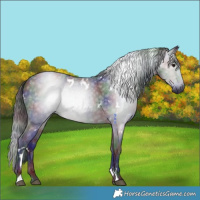 Horse Color:Gray Nacre White Spotted Black 
