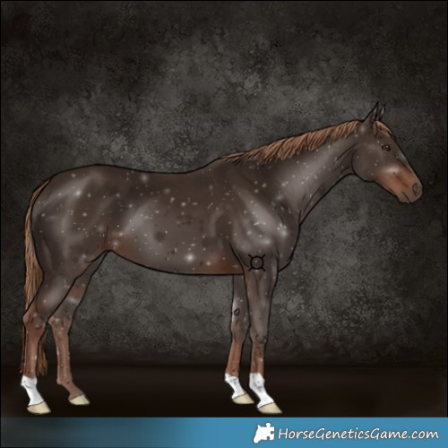 Horse Color:Liver Chestnut 