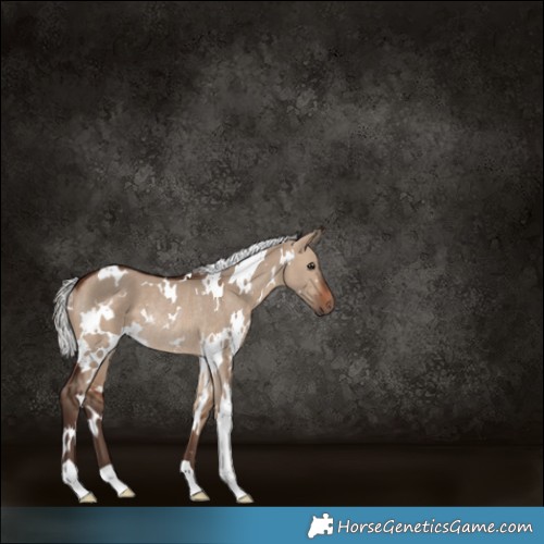 Horse Color:White Spotted Silver Brown Dun Rabicano
