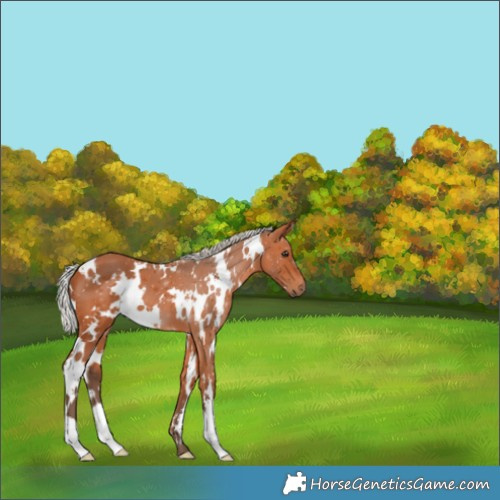 Horse Color:White Spotted Silver Bay 