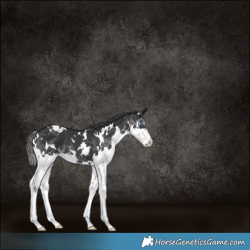 Horse Color:White Spotted Black Splash 