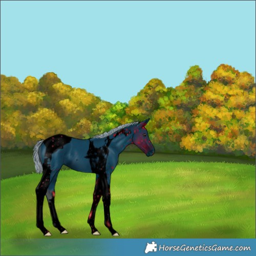 Horse Color:ERROR: UNKNOWN ANOMALY