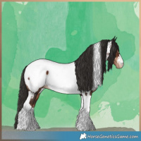 Horse Color:Liver Chestnut Tobiano Appaloosa 