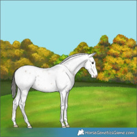 Horse Color:Bay Sabino 