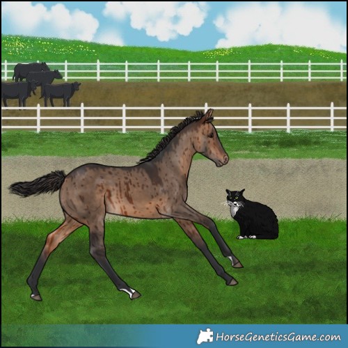 Horse Color:Bay Dun Brindle 