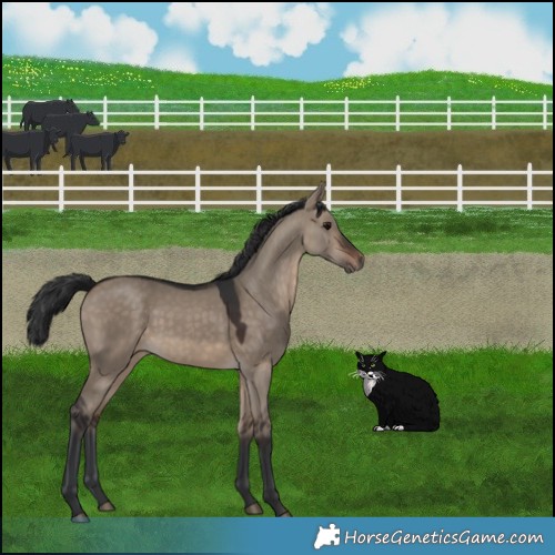 Horse Color:Brown Dun 