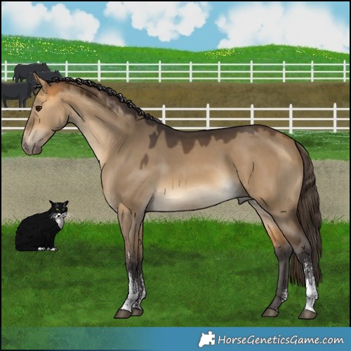 Horse Color:Buckskin Dun Sabino 