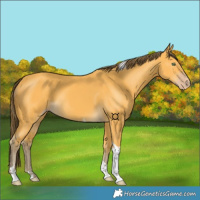 Horse Color:Amber Cream Champagne Tobiano