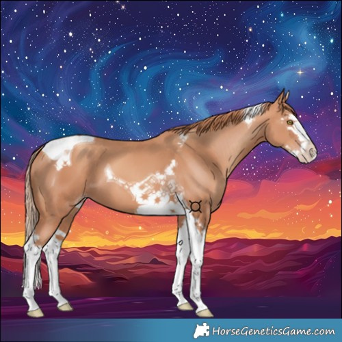 Horse Color:Gold Champagne Splash Tobiano