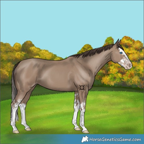 Horse Color:Classic Champagne Splash 