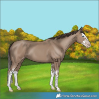 Horse Color:Classic Champagne Splash