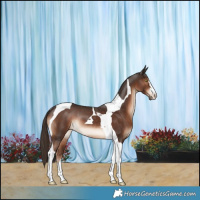 Horse Color:Liver Chestnut Tobiano Rabicano