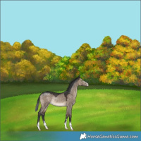 Horse Color:Brown Dun Rabicano 