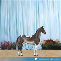 Horse Color:Brown Tobiano Rabicano 