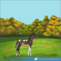 Horse Color:Brown Tobiano Rabicano