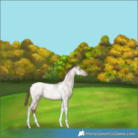 Horse Color:Grullo Roan Pearl Tobiano Rabicano Brindle 