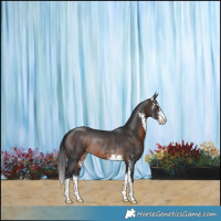 Horse Color:Brown Sabino Rabicano 