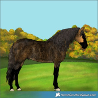 Horse Color:Void Buckskin Roan Splash
