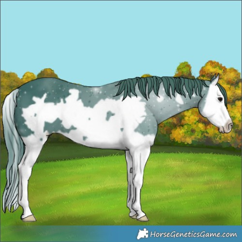 Horse Color:Watercolor Black Splash Frame 
