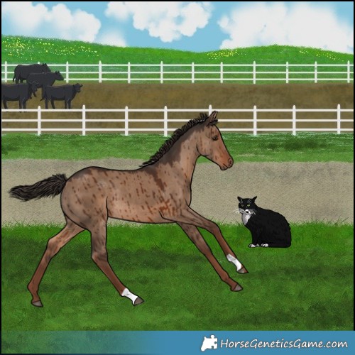 Horse Color:Liver Red Dun Rabicano Brindle 