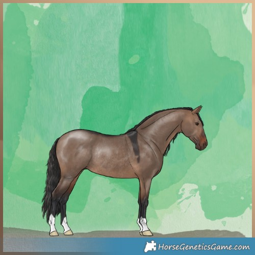 Horse Color:Brown Dun Rabicano 