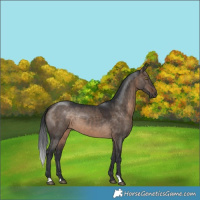 Horse Color:Brown Dun 