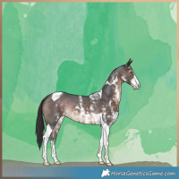 Horse Color:Brown Sabino Tobiano Rabicano 