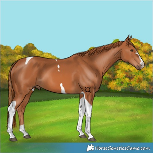 Horse Color:Chestnut Tobiano 
