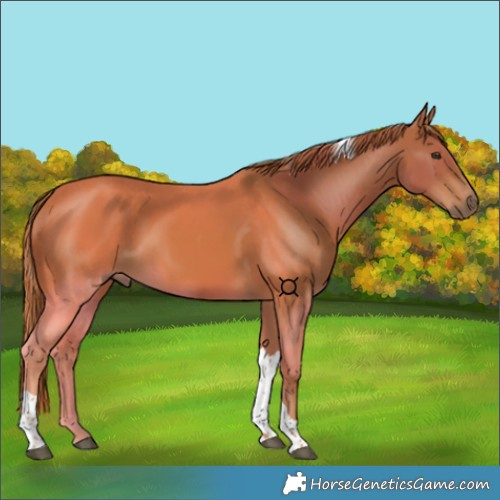 Horse Color:Chestnut Tobiano 