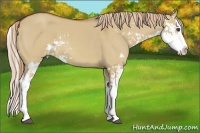 Horse Color:Red Dun Sabino Splash