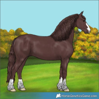 Horse Color:Chocolate Black 