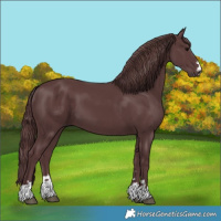 Horse Color:Chocolate Black 