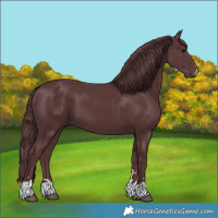Horse Color:Chocolate Black 