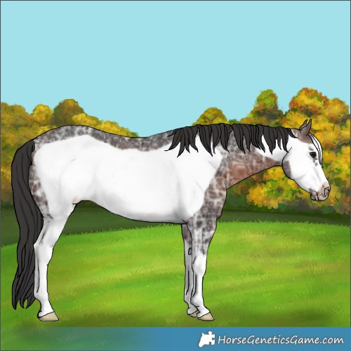 Horse Color:Brown Ice Sabino Frame 