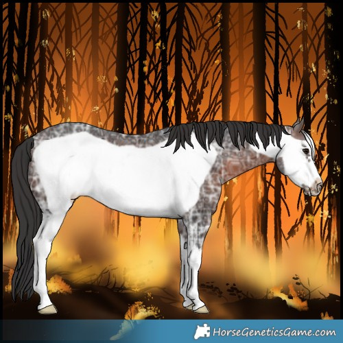 Horse Color:Brown Ice Sabino Frame 