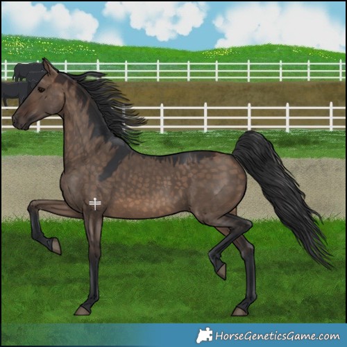 Horse Color:Brown Dun 